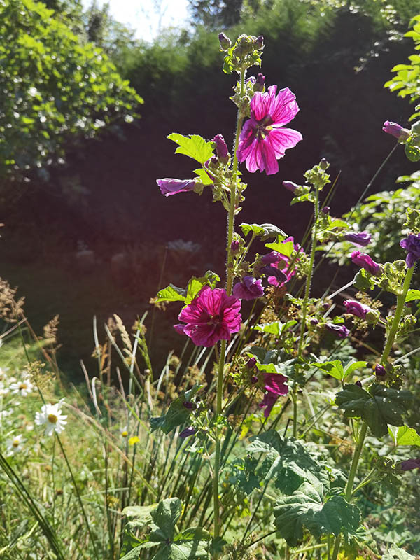 Malva sylvestris ssp mauritiana en fleurs sur un talus ensoleillé